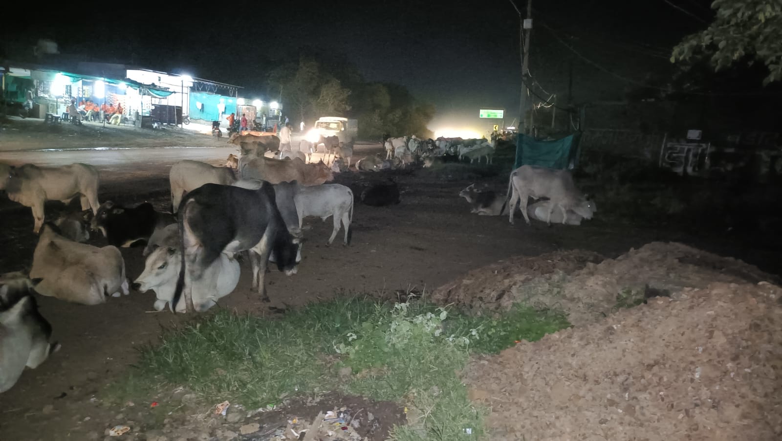 हाइवे पर बैठा गोवंश