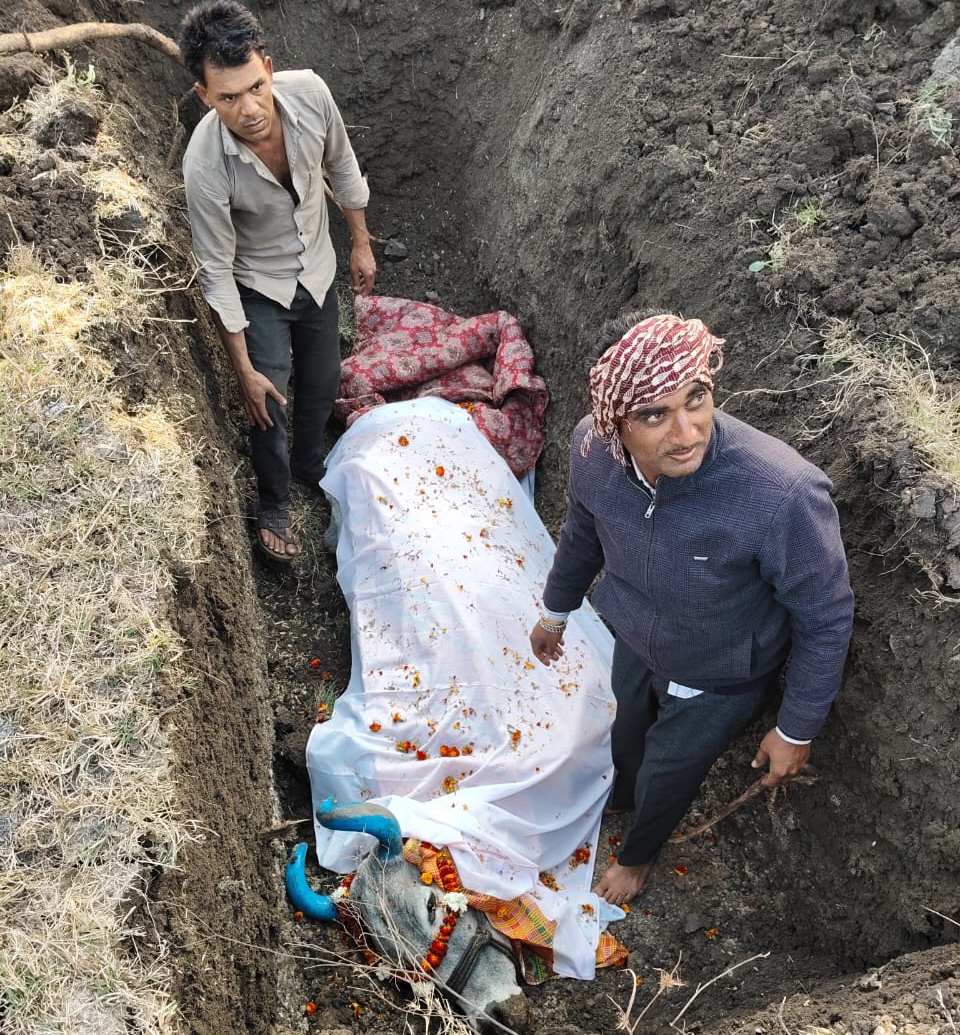 बैल की मृत्यु होने पर उसे परिवारजन की तरह दी गई सम्मानपूर्वक अंतिम विदाई